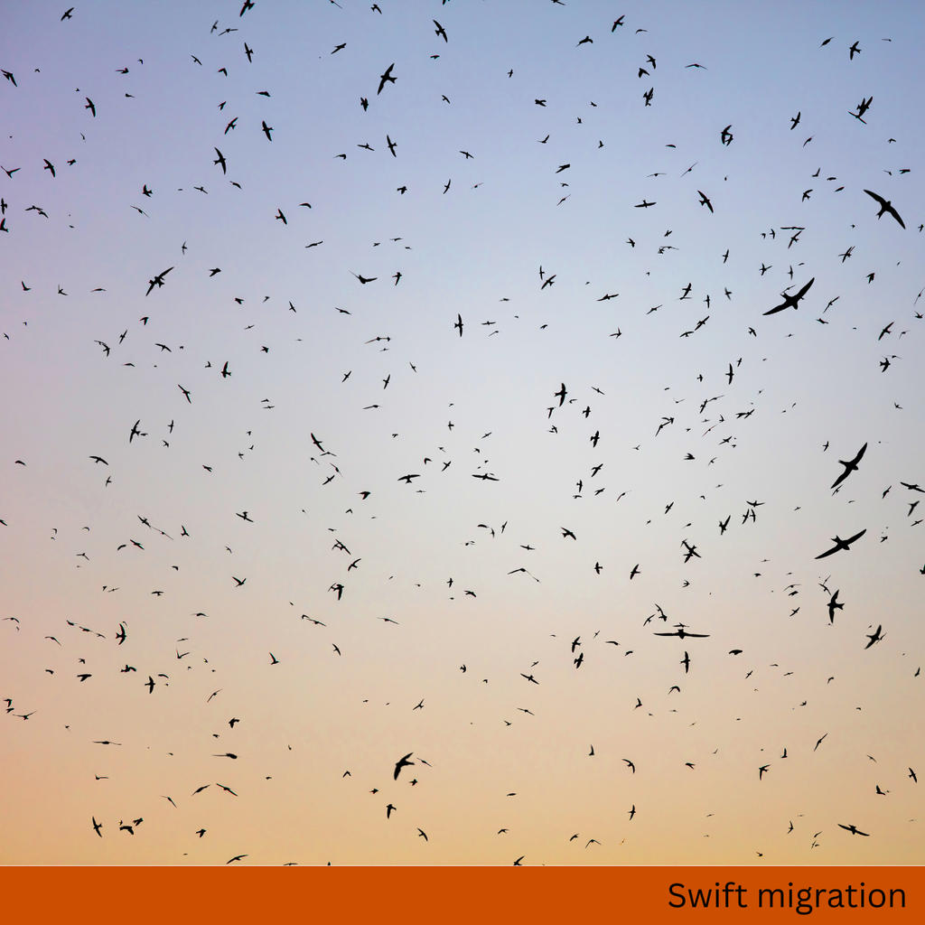 Swift Migration